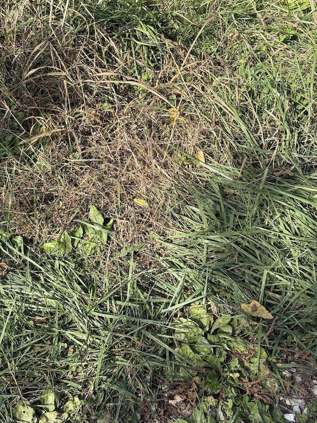 Pine Grove Ch Spur Rd, Vanceburg, KY 41179 - photo 6