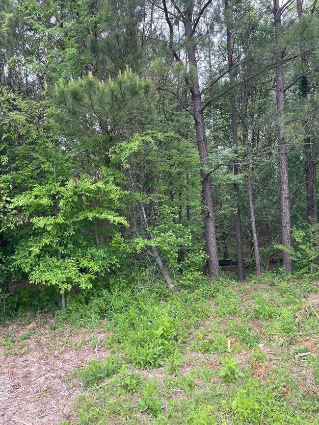 Image (1)