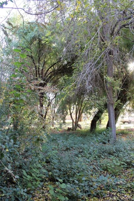 MATURE TREES AND LANDSCAPE