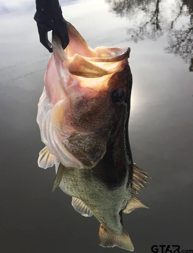 15502 County Road 288, Tyler, TX 75707 - photo 4