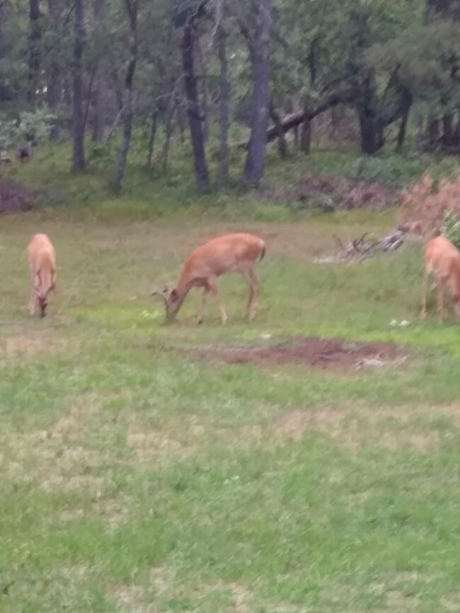 Creatures on the land: Deer