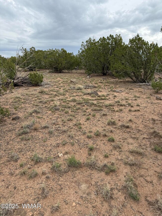 55 Ponderosa Dr, Concho, AZ 85924 - photo 5