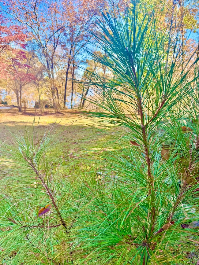 000 County Road 129, Bremen, AL 35033 - photo 2