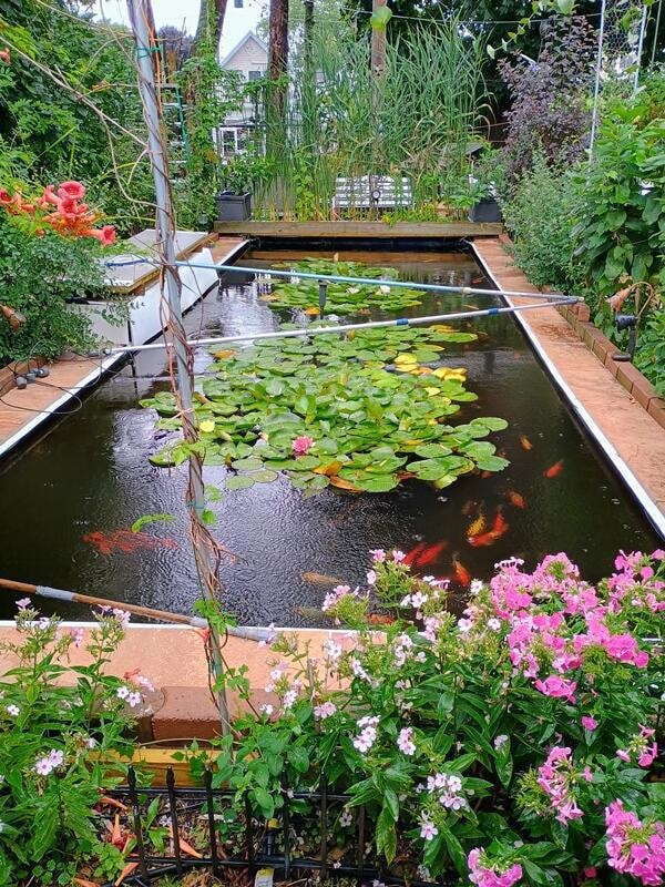 Koi Pond