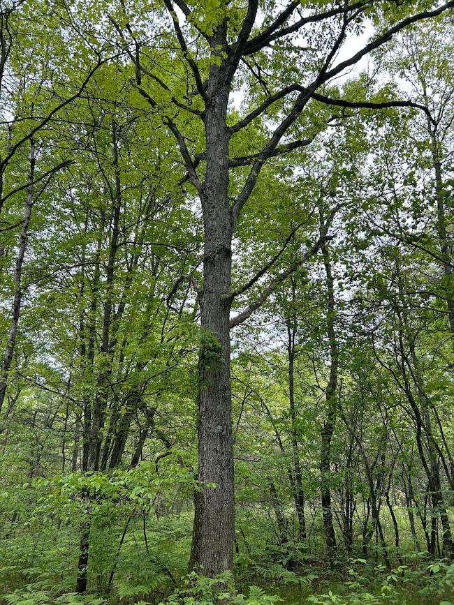 V/L W 1 Mile Rd, White Cloud, MI 49349 - photo 4