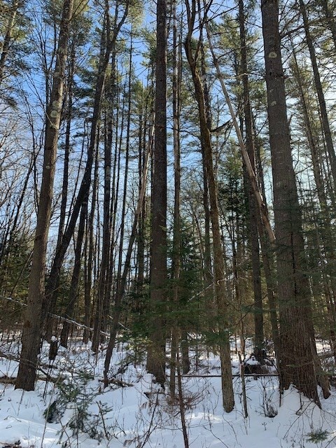 LOT 4 Lyman Rd, Lyman, NH 03585 - photo 4