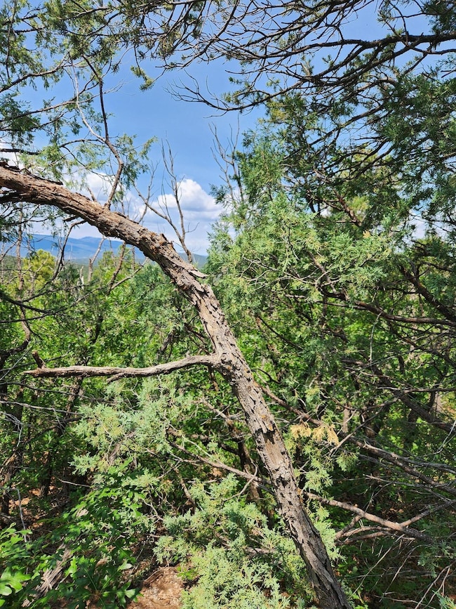 5 Spies Rd, Ponderosa Pine, NM 87059 - photo 7