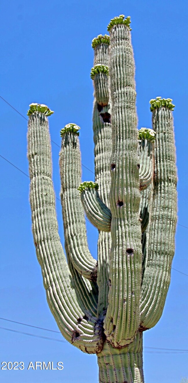 Saguaro Cactus