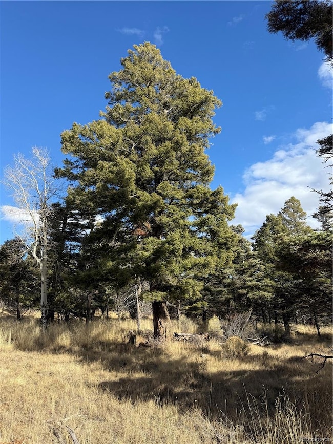 310 Morley Place, Fort Garland, CO 81133 - photo 4