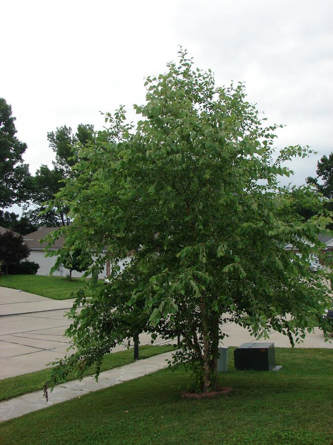 front yard