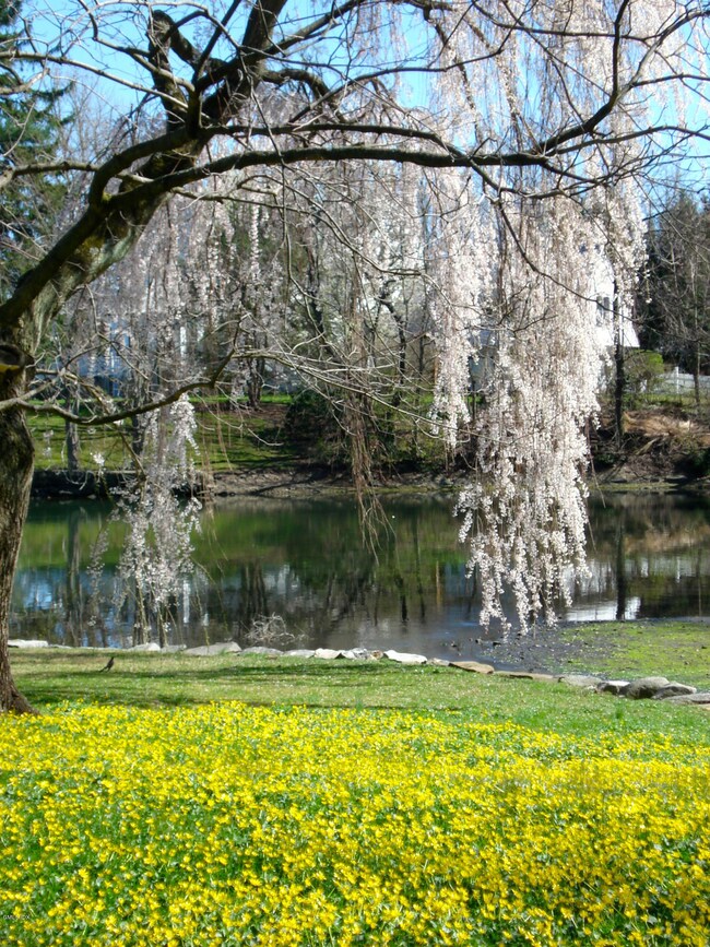 Cherry tree in bloom