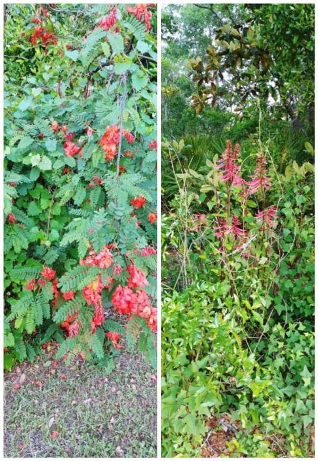Flowering Vegetation