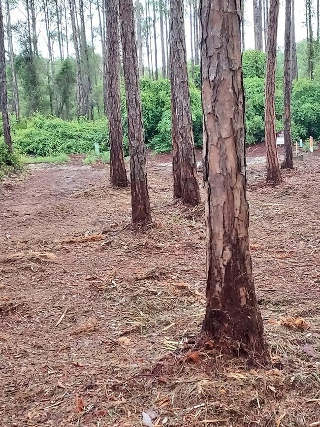 164 Royal Tern Way, Carrabelle, FL 32333 - photo 5