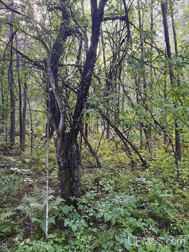 TBD85 Sidnaw Rd S, Sidnaw, MI 49961 - photo 7