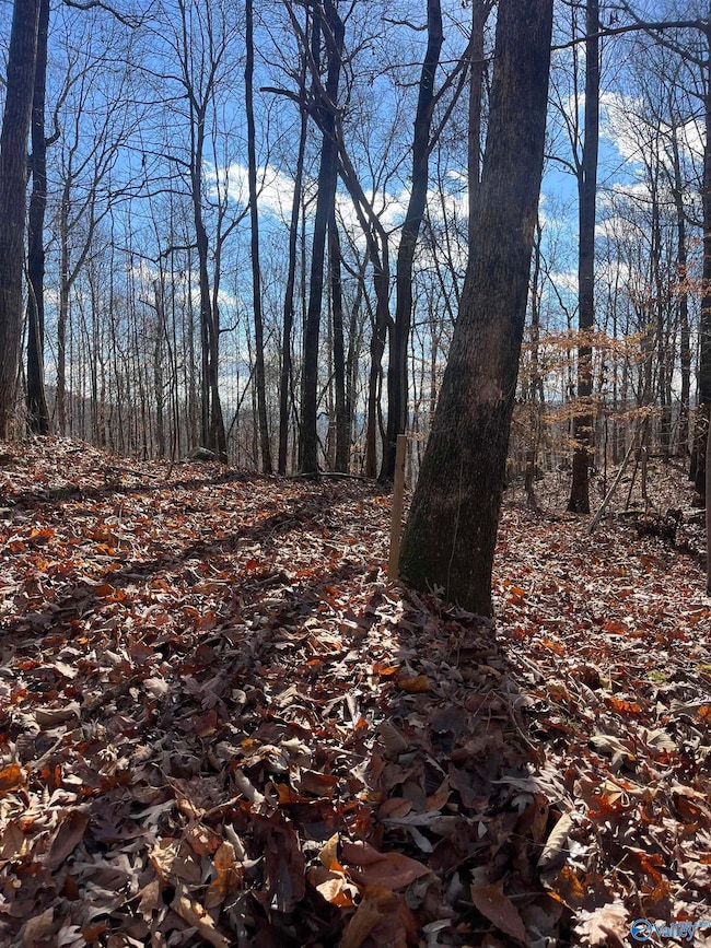 10356 County Road 17, Woodville, AL 35776 - photo 4