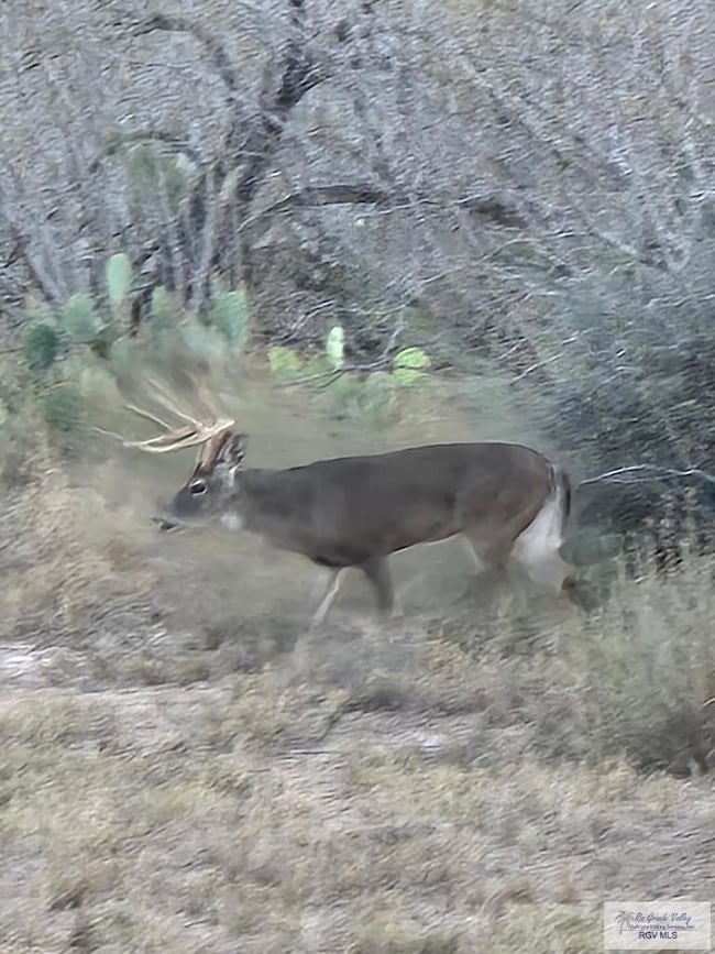 318 Haynes Rd, Zapata, TX 78706 - photo 7