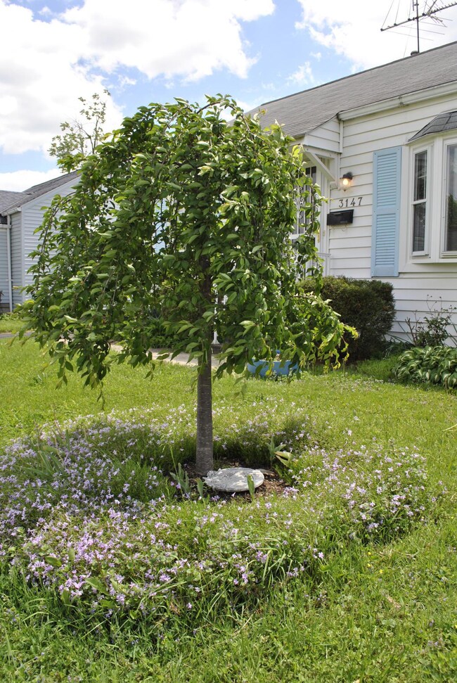 Front Yard