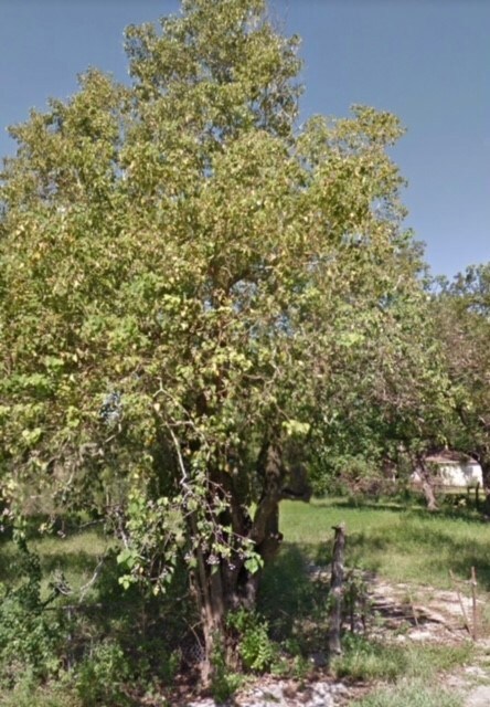 3707 Mount Pleasant St, Houston, TX 77021 - photo 2