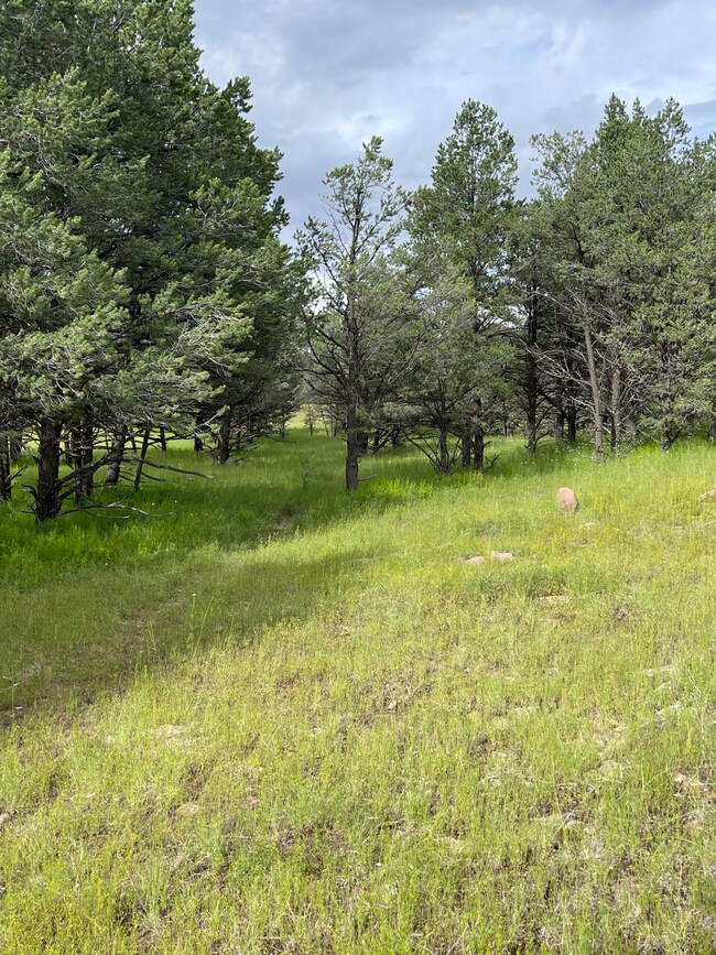 165 Reid Rd, Datil, NM 87821 - photo 4