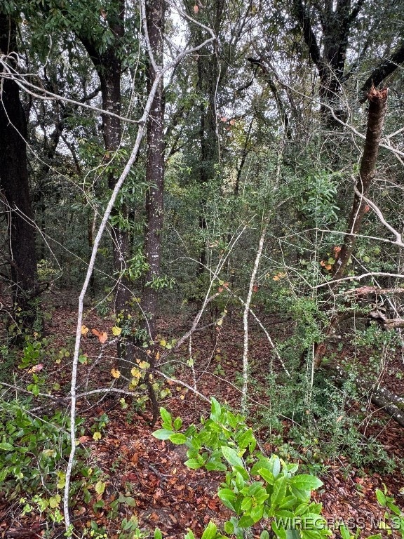 429 E Skyline Ave, Geneva, AL 36340 - photo 7