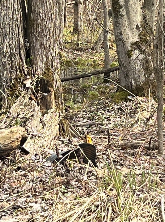 Survey marker with yellow ribbons