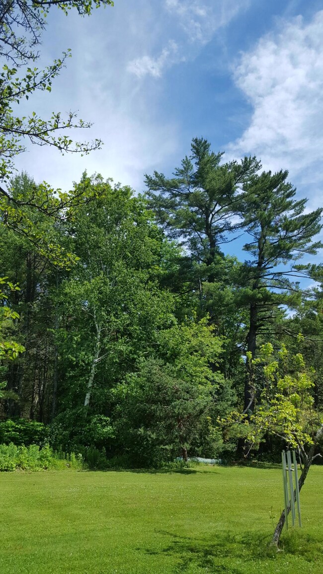 white pine
