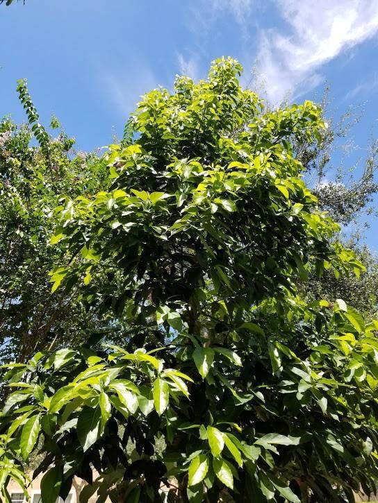 AVACADO  READY FOR PRODUCTION