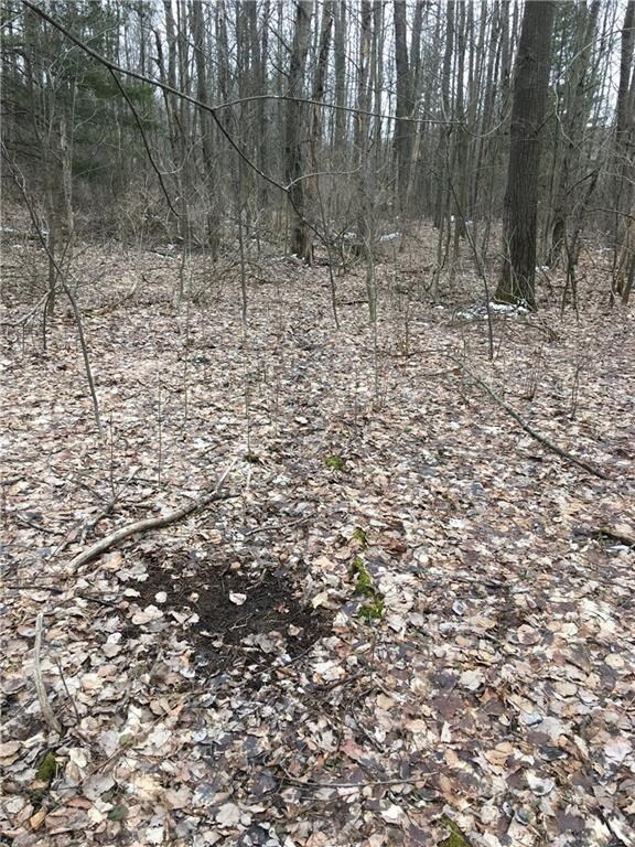 Buck Scrape