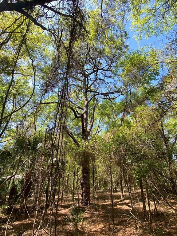 Mature Long Leaf Pine