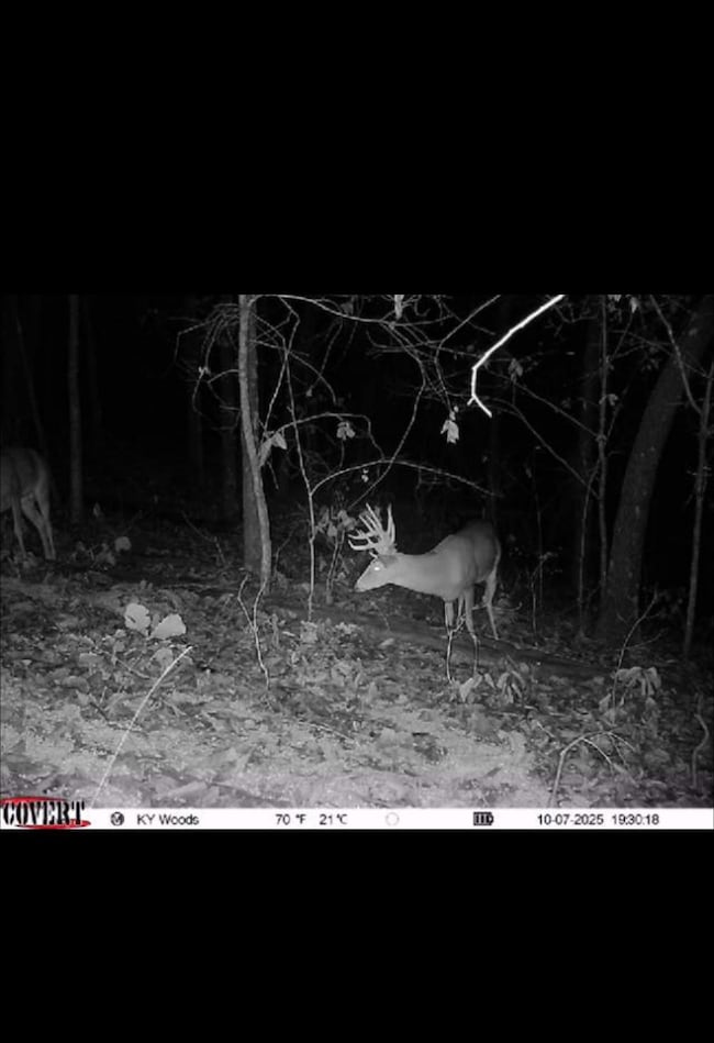 0 Todd Deer Lick Rd, Sharon Grove, KY 42256 - photo 3