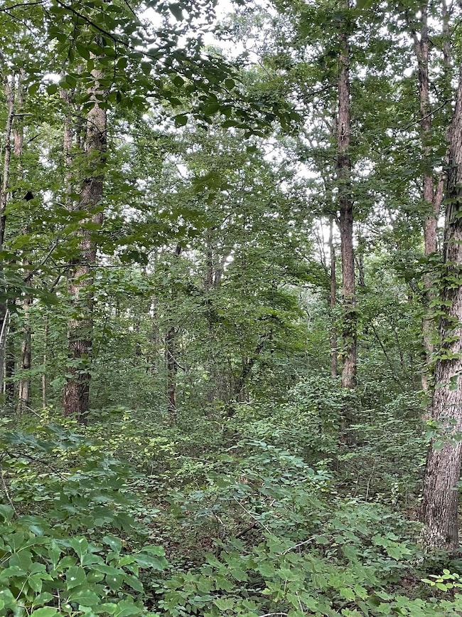 868 Watson Rd, Clinton, AR 72031 - photo 2