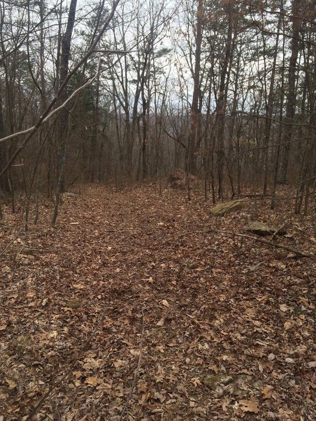 Bobcat Trail 06