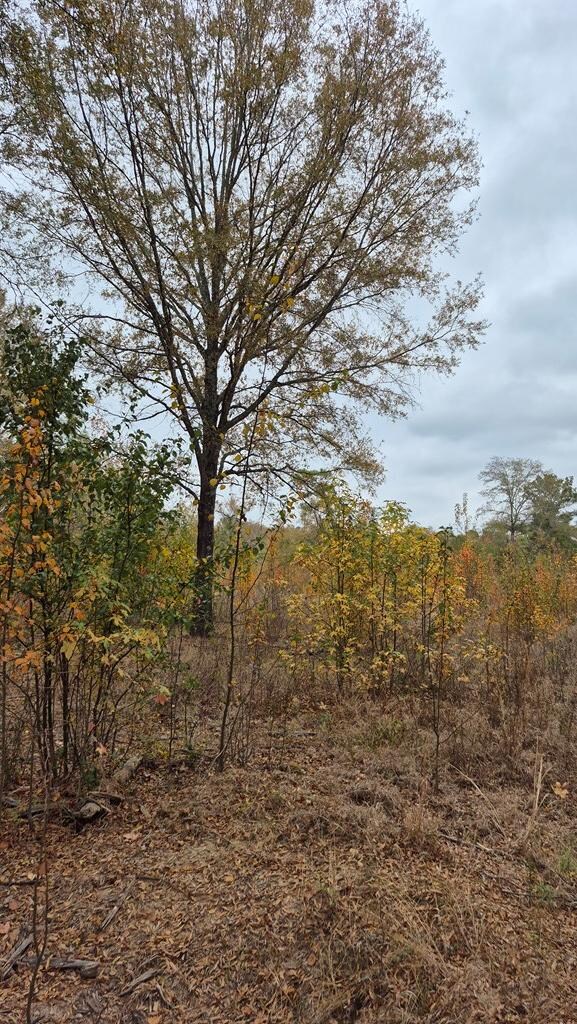 1020 Cr 2215, Detroit, TX 75436 - photo 4