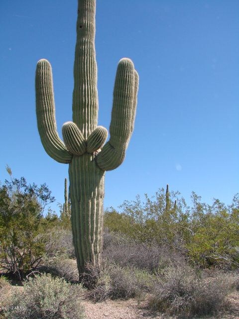Stately Saguaro