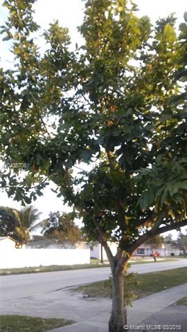 Fruit tree in front of the property