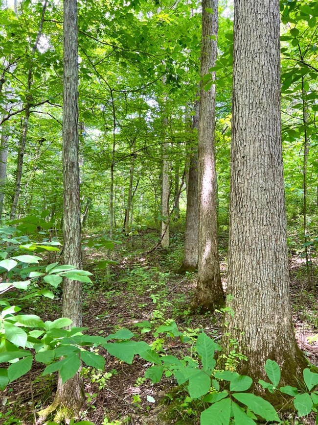 6035 State Route 505, Georgetown, OH 45121 - photo 4