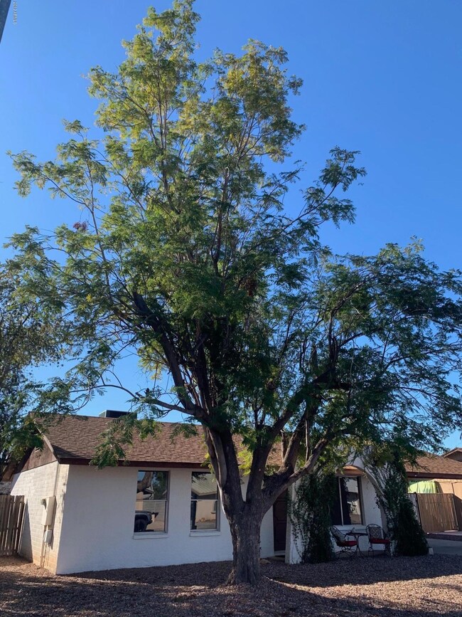 Freshly trimmed tree