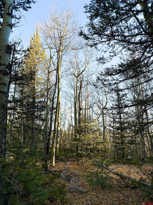 6817 Heckman Rd, San Luis, CO 81152 - photo 6