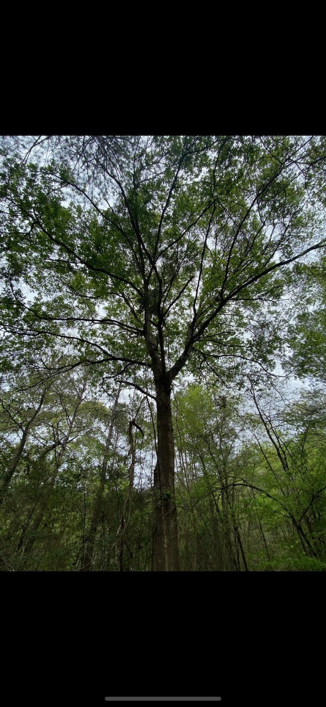 0 Sundew Ct unit 68744542, Magnolia, TX 77355 - photo 2