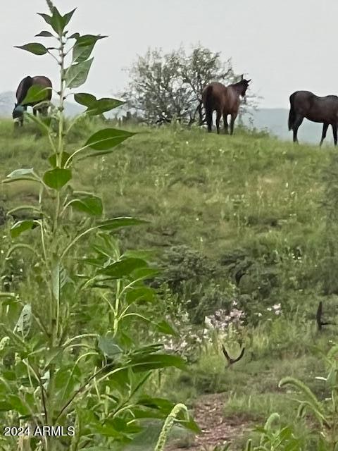 Pasture