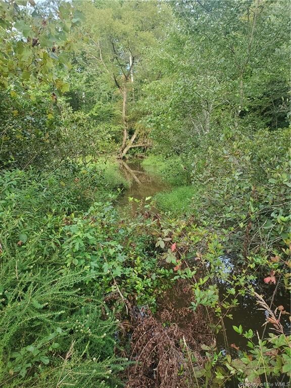 meadow/wetlands