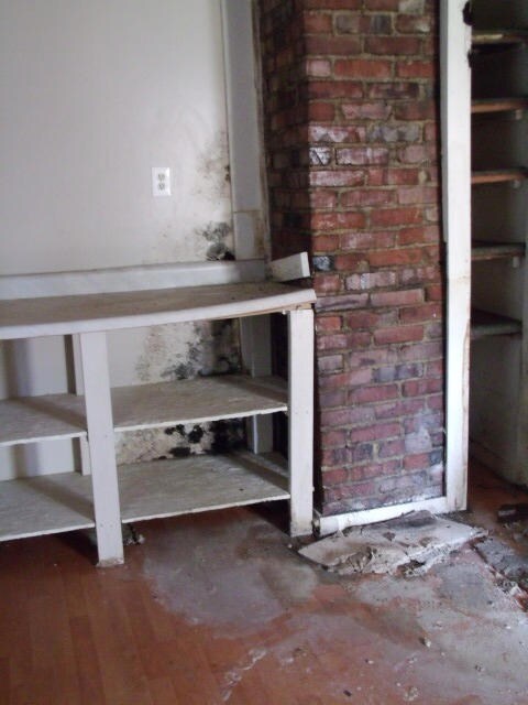 apt 1 kitchen mold