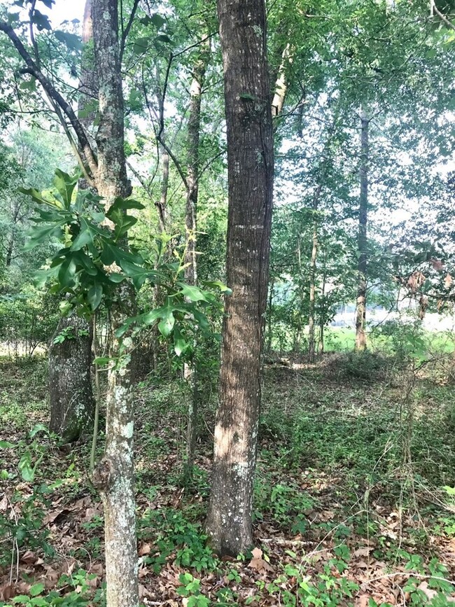 0 Fm 1475 unit 62436, Huntington, TX 75949 - photo 5