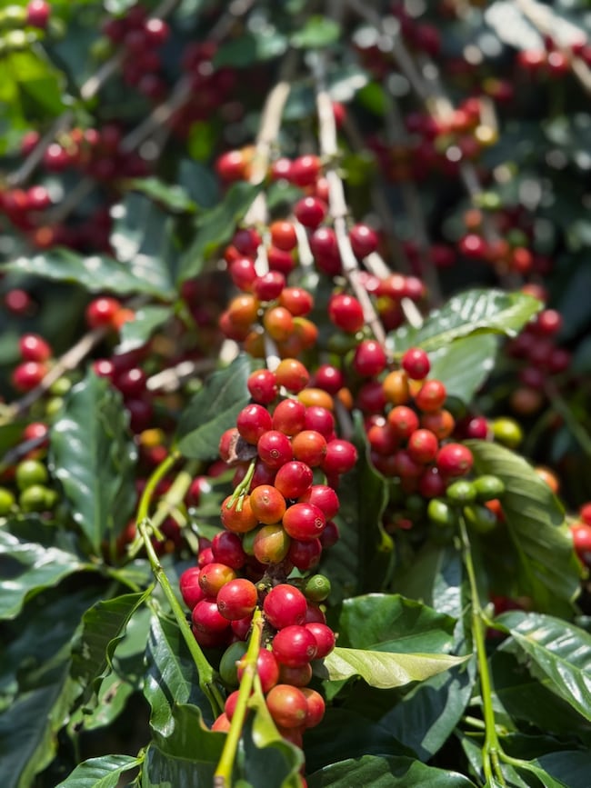 77-6301 Kaumalumalu Dr, Holualoa, HI 96725 - photo 6