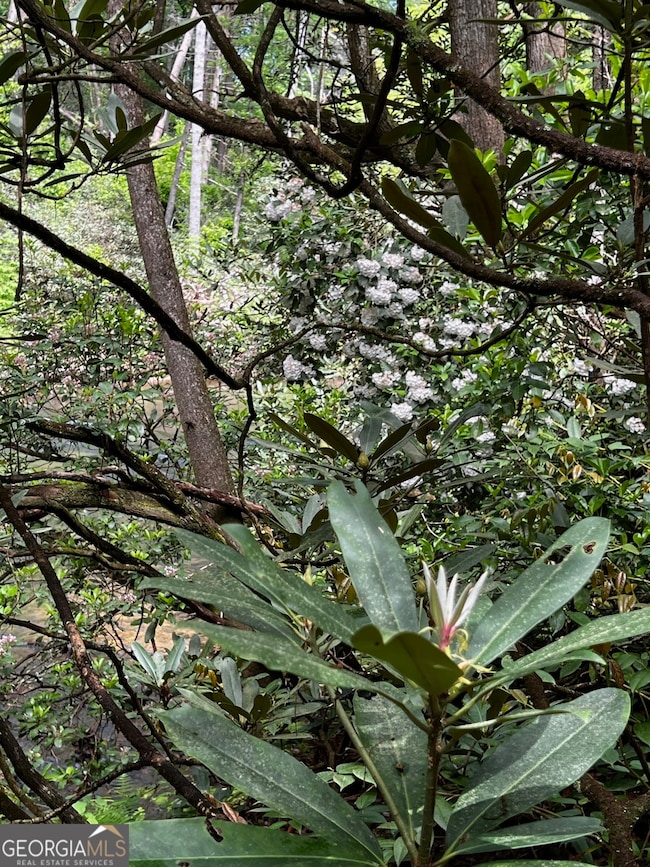 105 Chinquapin Ln, Clarkesville, GA 30523 - photo 6