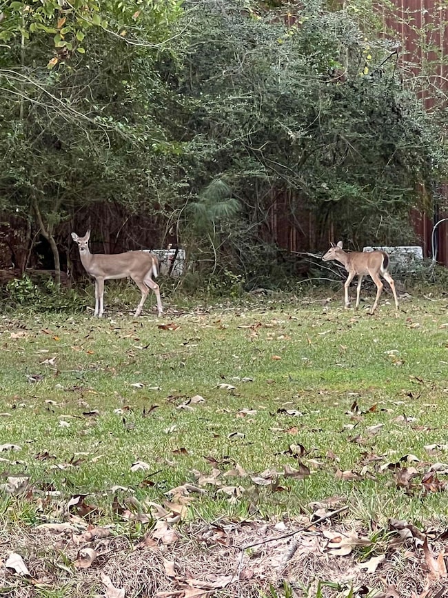 00 Blue Willow Dr, Wildwood, TX 77664 - photo 3
