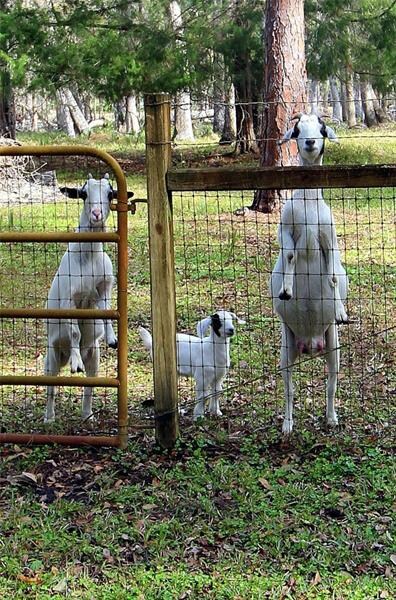 Welcoming Committee