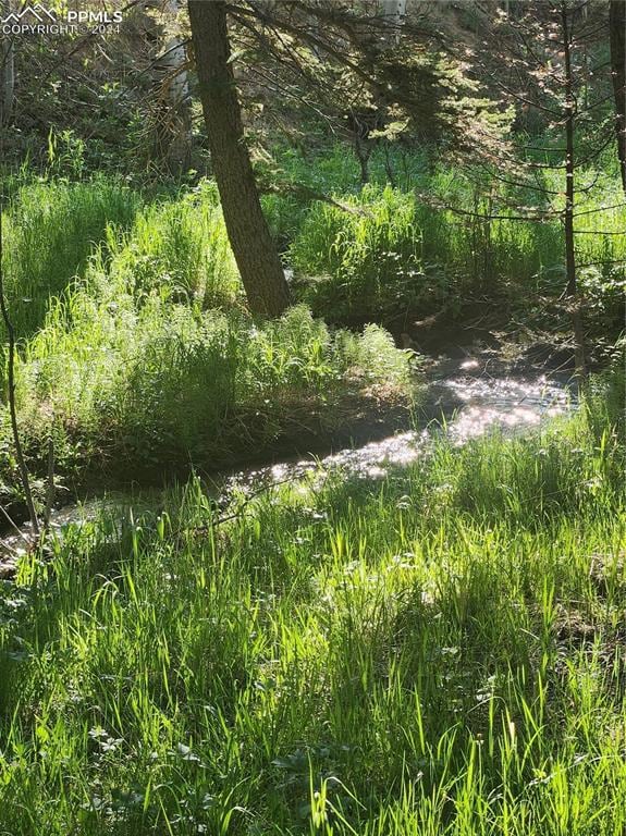 Meadow and trees