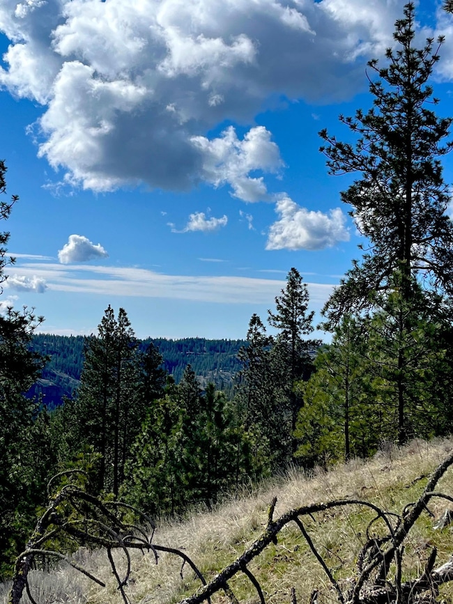 34430 N Partridge Ln N, Davenport, WA 99122 - photo 3