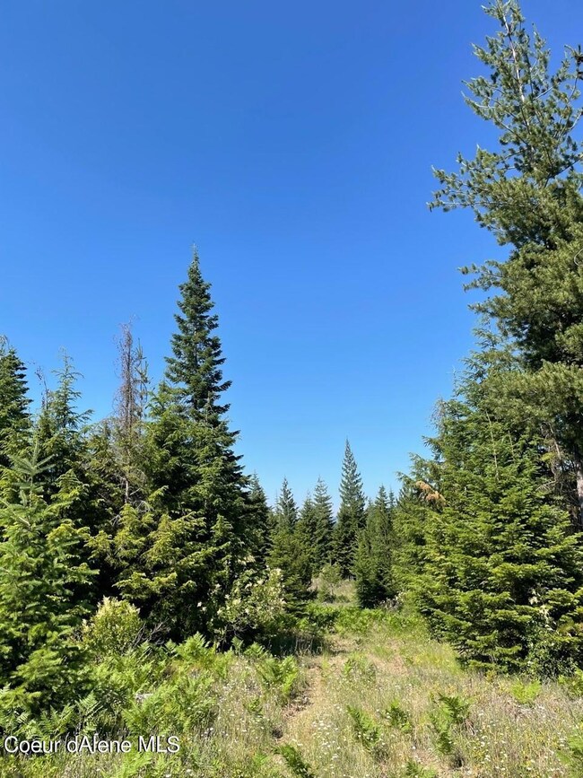 Beuatiful mix of trees